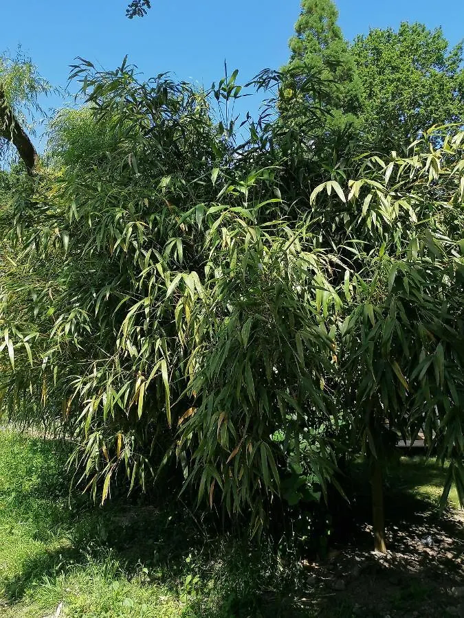 Holiday home Bamboo & Spa Plelan-le-Petit